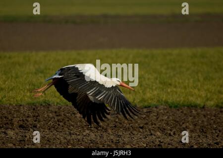 Feld Frühling seitliche Tele Hektar großen Storch fliegen fliegen fliegen fliegen Weistorch ciconia Stockfoto