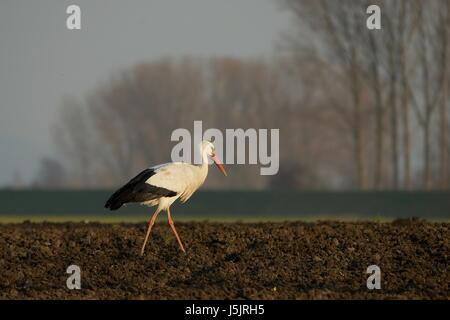 Storch auf dem Feld iv Stockfoto