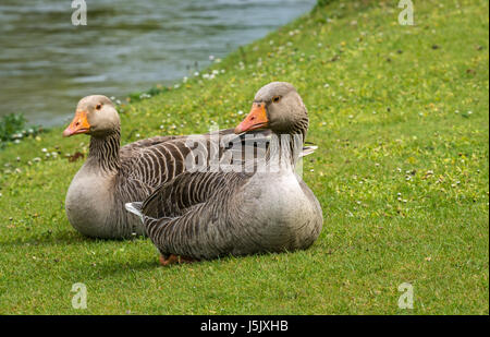 Nahaufnahme von zwei Graugänsen, Anser Anser, auf grasbewachsenen Flussufern, River ESK, Musselburgh, East Lothian, Schottland, Großbritannien Stockfoto