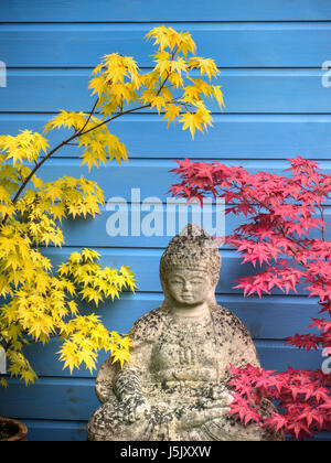 ACER PALMATUM Garten Feature mit Stein Buddha & Japanische Ahorn, Acer Palmatum in friedlicher reflektierender orientalischer Umgebung mit blauen Holzoberfläche dahinter Stockfoto