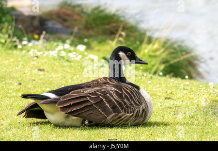 In der Nähe von einzelnen Kanadagans, Branta canadensis, sitzen auf den grasbewachsenen Ufer, Fluss Esk, Musselburgh, East Lothian, Schottland, Großbritannien Stockfoto