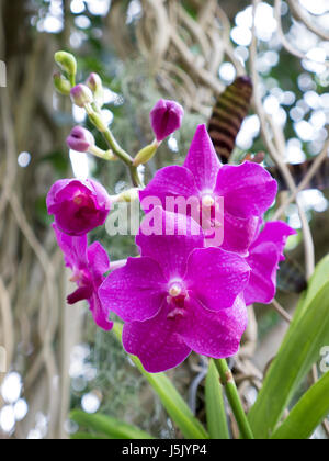 Phalenopsis rosa Orchideen im Gewächshaus Stockfoto