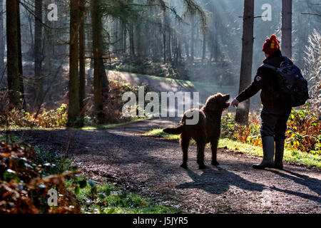 Männliche Wanderer mit einem Rucksack und Labradoodle Hund Spaziergänge entlang einer Strecke in den frühen Morgennebel in Delamere Wald, Delamere, Northwich, Cheshire Stockfoto