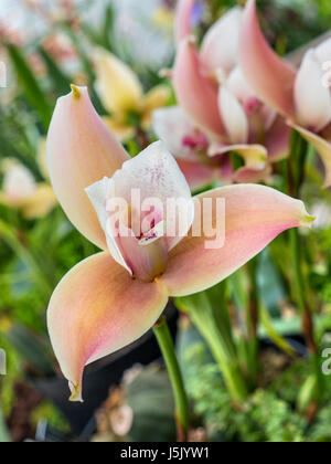 Phalenopsis-Orchideen in perfekte makellose Blüte in warmen feuchten tropischen Gewächshaus Stockfoto