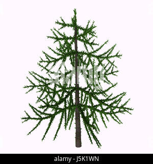 Araucaria sp Baum - Araucaria ist ein immergrüner Nadelbaum, die in der Trias gelebt und ist heute als Bäume wie die Monkey Puzzle Tree Stockfoto