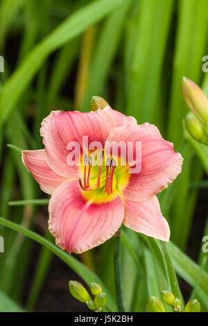 Taglilien, Hemerocallis "GISELLE", bei Mercer Arboretum and Botanical Gardens in Spring, TX. Stockfoto