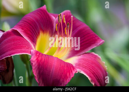 Taglilien, Hemerocallis 'Whooperee', bei Mercer Arboretum and Botanical Gardens in Spring, Texas. Stockfoto