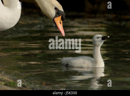 Park Auge Orgel Schwan Reflexion kuscheln Gnade Schnabel Federn schützen Schutz Stockfoto