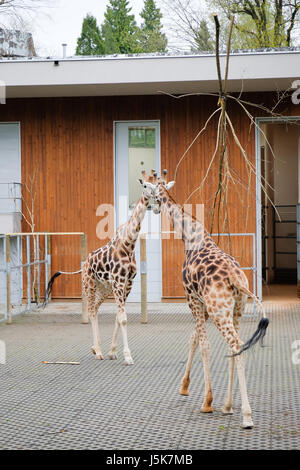 Die nördlichen Giraffe (Giraffa Plancius) bekannt als drei gehörnten giraffe Stockfoto