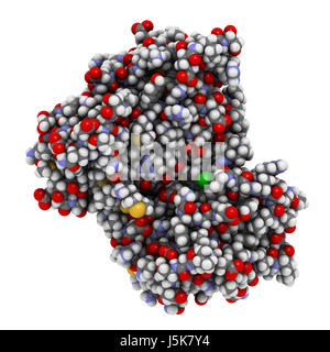 Anaplastische Lymphom Kinase (ALK, Tyrosin-Kinase-Domäne) Protein. Im Komplex mit dem Inhibitor Crizotinib gezeigt. 3D-Rendering. Stockfoto