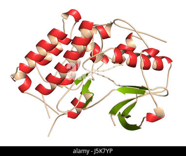 Anaplastische Lymphom Kinase (ALK, Tyrosin-Kinase-Domäne) Protein. Im Komplex mit dem Inhibitor Crizotinib gezeigt. 3D-Rendering. Stockfoto