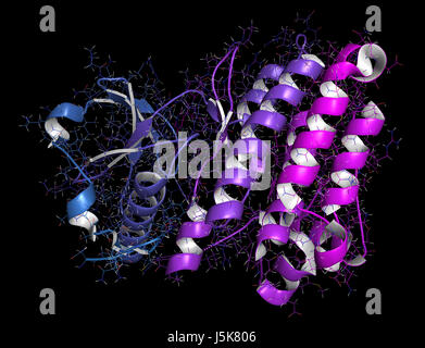 Anaplastische Lymphom Kinase (ALK, Tyrosin-Kinase-Domäne) Protein. Im Komplex mit dem Inhibitor Crizotinib gezeigt. 3D-Rendering. Stockfoto