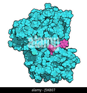 Anaplastische Lymphom Kinase (ALK, Tyrosin-Kinase-Domäne) Protein. Im Komplex mit dem Inhibitor Crizotinib gezeigt. 3D-Rendering. Stockfoto