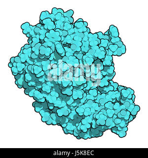 Zahlreiche Antigen CD20 (theoretisches Modell). Protein auf der Oberfläche von B-Zellen ausgedrückt. Anti-CD20 monoklonalen Antikörper Drogen gehören Rituximab. Stockfoto