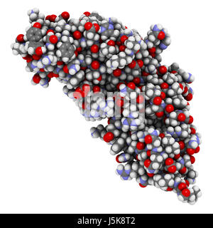 Carcinoembryonales Antigen (CEA, CEACAM5, N-terminale Domäne). Als Tumor Biomarker in einigen Formen von Krebs eingesetzt. 3D-Rendering. Stockfoto