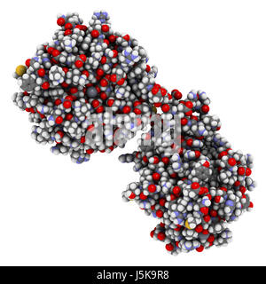 Matrix-Metalloproteinase (MMP-12, Makrophagen Elastase) 12 Enzym. MMPs sind Proteasen, die in den Abbau der extrazellulären Matrix. 3D-Rendering. Stockfoto