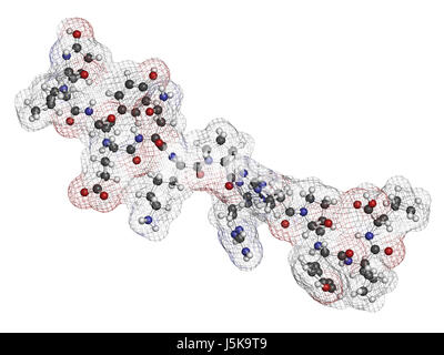 Neurotensin Neurotransmitter Peptid (Q1E mutiert). Anhand der Protein Data Bank Eintrag 2lne 3D-Rendering. Atome werden als Kugeln dargestellt. Stockfoto