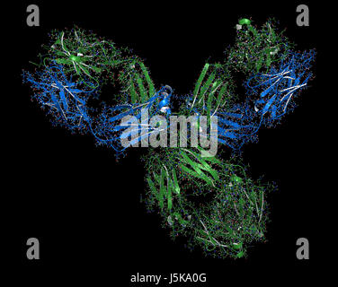 Pembrolizumab monoklonaler Antikörper Medikament Protein. Immun-Checkpoint-Inhibitor Targeting PD-1, bei der Behandlung verschiedener Krebsarten eingesetzt. Stockfoto