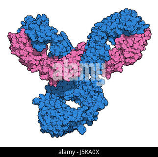 Pembrolizumab monoklonaler Antikörper Medikament Protein. Immun-Checkpoint-Inhibitor Targeting PD-1, bei der Behandlung verschiedener Krebsarten eingesetzt. Stockfoto