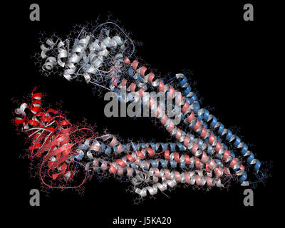 P-Glykoprotein (P-Gp) 1 multidrug Transporter-Protein. Efflux Pumpen, die viele Medikamente aus Zellen pumpt. Multidrug-Resistenz von Krebserkrankungen beteiligt. Stockfoto