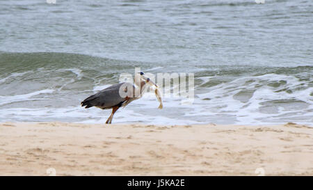 Great Blue Heron am Ufer mit einem großen Fisch Stockfoto