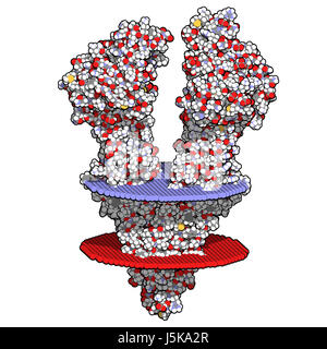 P-Glykoprotein (P-Gp) 1 multidrug Transporter-Protein. Efflux Pumpen, die viele Medikamente aus Zellen pumpt. Multidrug-Resistenz von Krebserkrankungen beteiligt. Stockfoto