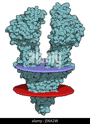 P-Glykoprotein (P-Gp) 1 multidrug Transporter-Protein. Efflux Pumpen, die viele Medikamente aus Zellen pumpt. Multidrug-Resistenz von Krebserkrankungen beteiligt. Stockfoto