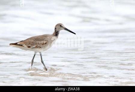 Shorebird (Willett) zu Fuß in die Brandung in Florida Stockfoto