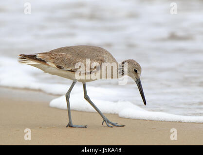 Shorebird (Willett) zu Fuß in die Brandung in Florida Stockfoto