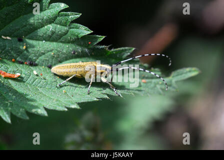 halmbock Stockfoto