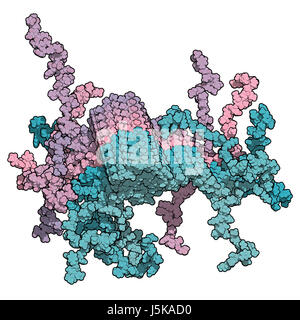 Alpha-Synuclein Fibrille Struktur, bestimmt durch Festkörper-NMR. Gedacht, um bei Erkrankungen wie der Parkinson-Krankheit eine Rolle spielen. Stockfoto