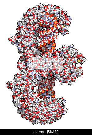 Toll-Like Rezeptor 3 (TLR3, murine, Ektodomäne) Protein, doppelsträngige RNA gebunden. Host Verteidigung gegen Viren beteiligt. 3D-Rendering basierend auf Stockfoto