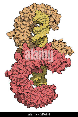 Toll-Like Rezeptor 3 (TLR3, Murine, Ektodomäne, rot & braun) Protein, doppelsträngige RNA (gelb) verpflichtet. Host Verteidigung gegen Viren beteiligt. Stockfoto