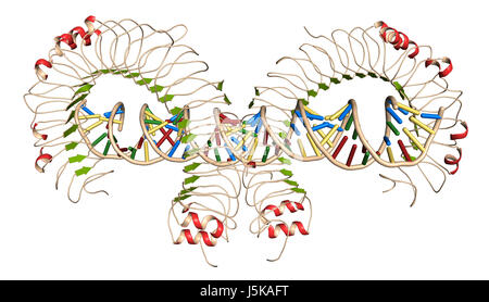 Toll-Like Rezeptor 3 (TLR3, murine, Ektodomäne) Protein, doppelsträngige RNA gebunden. Host Verteidigung gegen Viren beteiligt. 3D-Rendering. Stockfoto