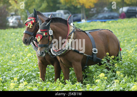 Arbeitspferde Stockfoto