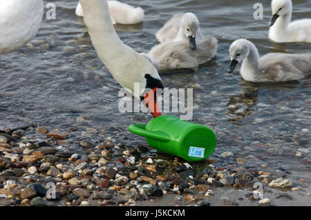 Game-Turnier Spiel spielen Spiele gespielt Wasser Vogel grün neugierig neugierige nosy Stockfoto