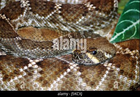 Gefahr Reptil-Hövel Schlange vergiften Biss Klapperschlange Klappern Giftschlange Stockfoto