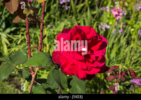 Wilde rote Rose im blühenden Sträucher in der Nähe von La Jolla, Kalifornien Stockfoto