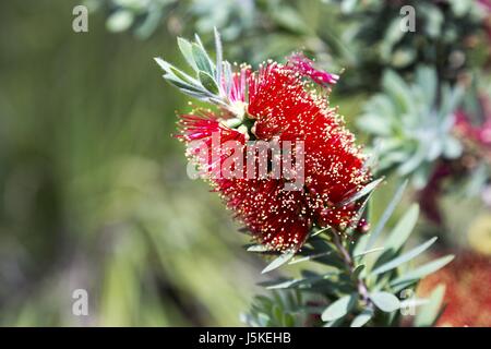 Crimson BottleBrush (Zylinderputzer Citrinus) Stockfoto