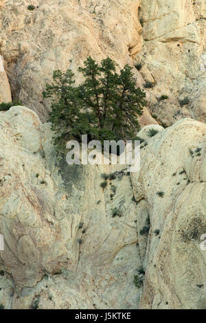 Sandstein-Felsen mit Pinyon Kiefern, Devils Punchbowl County Park, Kalifornien Stockfoto