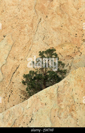 Sandstein-Felsen mit Pinyon Kiefern, Devils Punchbowl County Park, Kalifornien Stockfoto