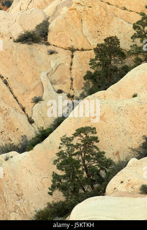 Sandstein-Felsen mit Pinyon Kiefern, Devils Punchbowl County Park, Kalifornien Stockfoto