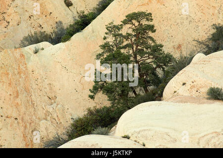 Sandstein-Felsen mit Pinyon Kiefern, Devils Punchbowl County Park, Kalifornien Stockfoto