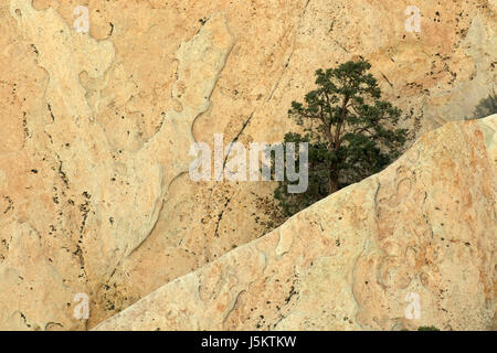 Sandstein-Felsen mit Pinyon Kiefern, Devils Punchbowl County Park, Kalifornien Stockfoto