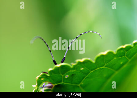 Insekt Insekten Käfer verlängern Antenne Distelbock Insecta Fluginsekt fluginsekten Stockfoto