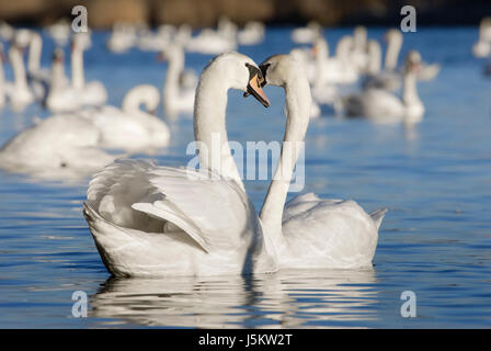 Schwan iii Stockfoto