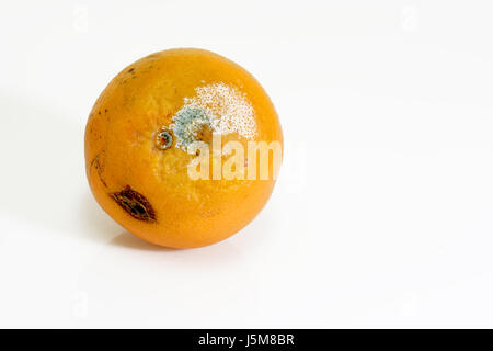 Orange Gesundheit räudigen Stammarten Früchte Früchte faulen poison Pilz Pilz Schimmel Stockfoto