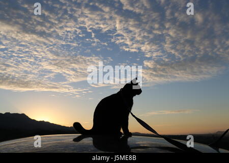 Katze auf dem Dach Stockfoto