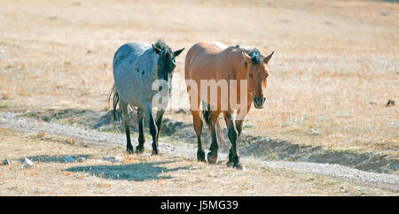 Wild Horse Dun Hengst seine Blue Roan-Stute auf Burnt Timber Creek Road auf Tillett Grat in den Pryor Mountains in Montana Wyoming führt Grenzen uns Stockfoto