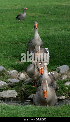 laufen Sie, gehen Sie, gehen, Wandern, Vogel, Vögel, Stream, Gänse, Gans, Wiese, grau, grau, Gourmet Stockfoto